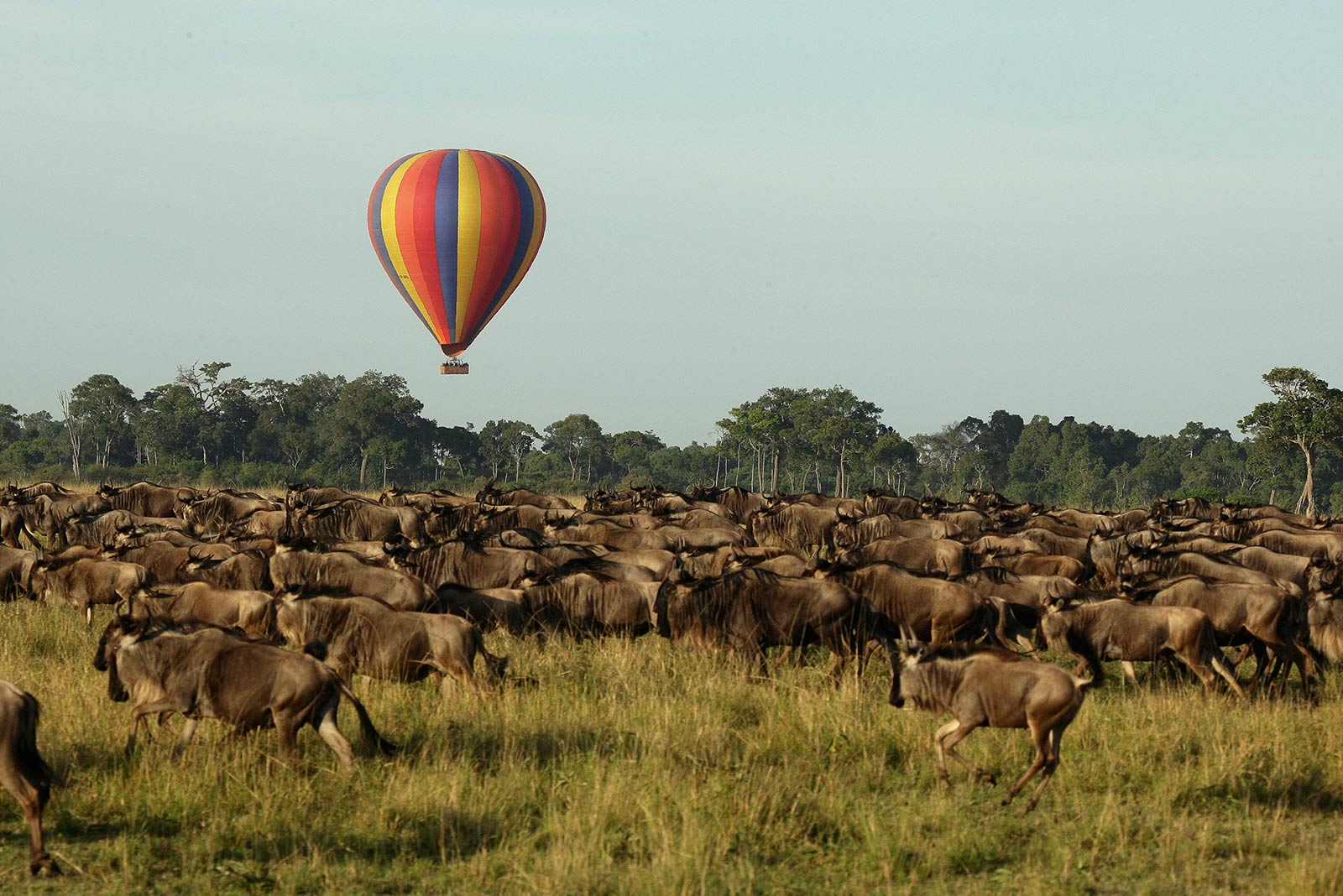 wildebeest migration safari in kenya