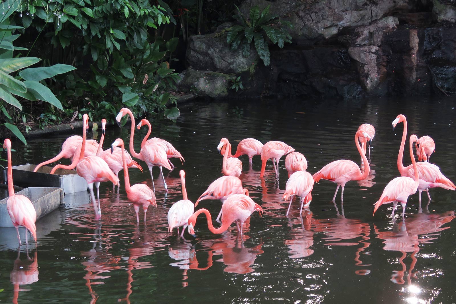 spots to follow the flamingo