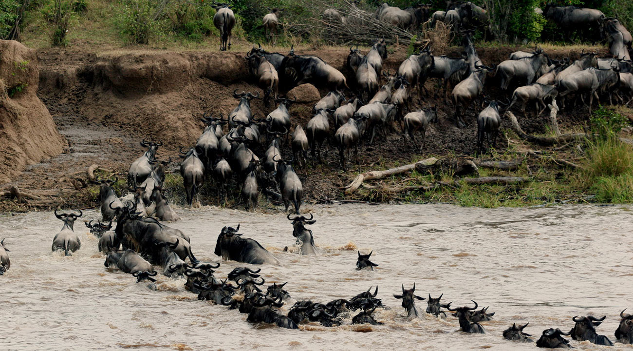 The Beauty of Wildebeest Migration Safari on a Hot Air Balloon