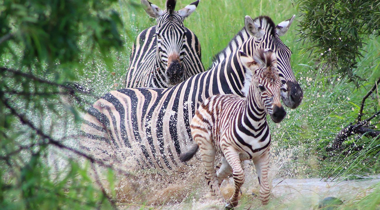 Zebras While On An African Safari