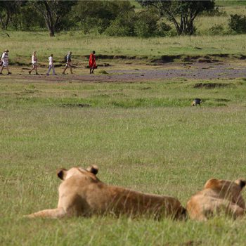 African Safari Game Walks