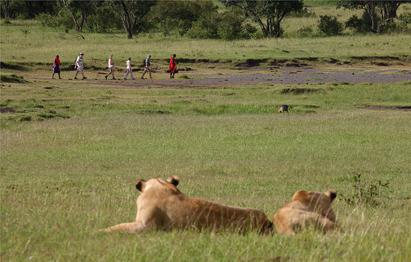 African Safari Game Walks