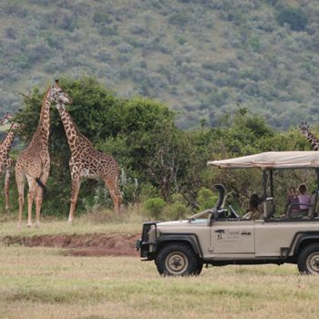 African Giraffes In The Wild