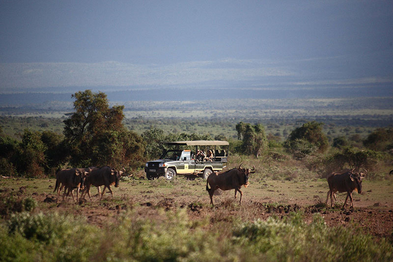 Safaris With Wildebeest In Africa