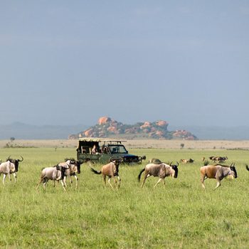 African Luxury Safari